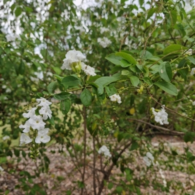 Unidentified Other Shrub at Mount Bundey, NT - 27 Jul 2024 by AliClaw