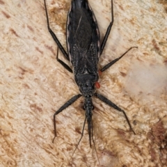 Piestolestes obscurus (Assassin bug) at Bruce, ACT - 26 Jul 2024 by kasiaaus