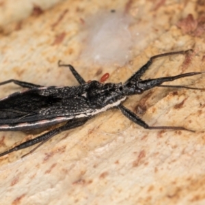 Piestolestes obscurus at Bruce, ACT - 26 Jul 2024