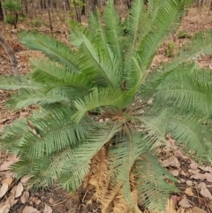 Unidentified Fern or Clubmoss at Marrakai, NT - 27 Jul 2024 by AliClaw