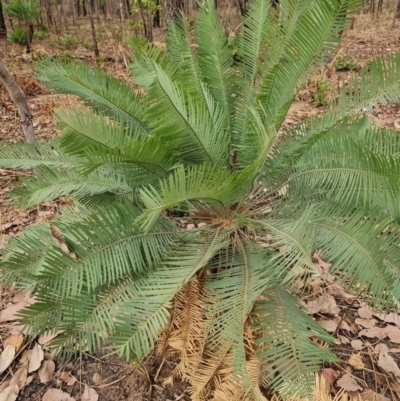 Unidentified Fern or Clubmoss at Marrakai, NT - 27 Jul 2024 by AliClaw