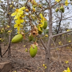 Abutilon oxycarpum at Marrakai, NT - 27 Jul 2024 by AliClaw