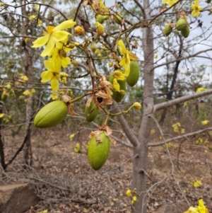 Cochlospermum fraseri at Marrakai, NT - 27 Jul 2024