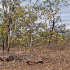 Abutilon oxycarpum at Mount Bundey, NT - 27 Jul 2024 by AliClaw