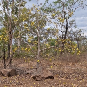 Cochlospermum fraseri at Mount Bundey, NT - 27 Jul 2024 02:20 PM