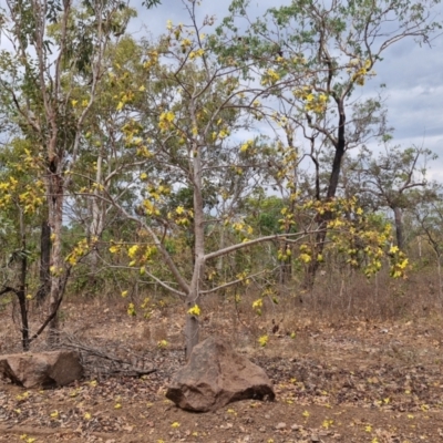 Abutilon oxycarpum at Mount Bundey, NT - 27 Jul 2024 by AliClaw