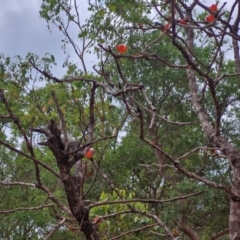 Unidentified Other Shrub at Mount Bundey, NT - 27 Jul 2024 by AliClaw