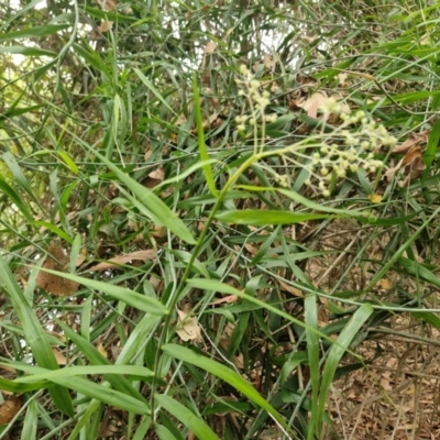 Unidentified Other Shrub at Mount Bundey, NT - 27 Jul 2024 by AliClaw