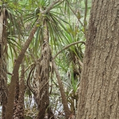 Unidentified Other Shrub at Marrakai, NT - 27 Jul 2024 by AliClaw