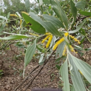 Acacia acinacea at Marrakai, NT by AliClaw