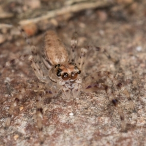 Unidentified Jumping or peacock spider (Salticidae) at Bruce, ACT by kasiaaus