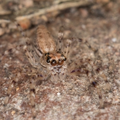 Helpis sp. (genus) (Unidentified Bronze Jumping Spider) at Bruce, ACT - 26 Jul 2024 by kasiaaus