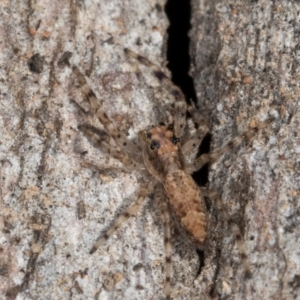 Helpis sp. (genus) at Bruce, ACT - 26 Jul 2024