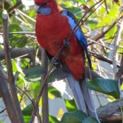 Platycercus elegans (Crimson Rosella) at Downer, ACT - 27 Jul 2024 by RobertD