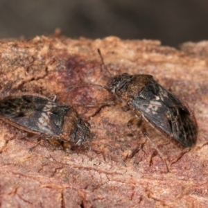 Unidentified True bug (Hemiptera, Heteroptera) at Bruce, ACT by kasiaaus