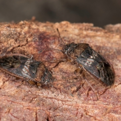 Eurynysius meschioides (Seed bug) at Bruce, ACT - 26 Jul 2024 by kasiaaus