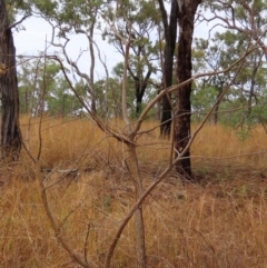 Unidentified Other Tree at Mount Surprise, QLD - 26 Jul 2024 by lbradley