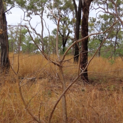 Erythrina vespertilio (bat's wing coral tree) at Mount Surprise, QLD - 27 Jul 2024 by lbradley