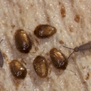 Sericoderus sp. at Bruce, ACT - 26 Jul 2024