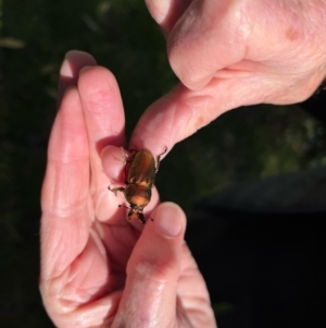 Unidentified Scarab beetle (Scarabaeidae) at Lyons, ACT by mcosgrove