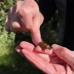 Lamprima aurata at Lyons, ACT - 27 Jul 2024