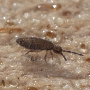 Unidentified Springtail (Collembola) at Bruce, ACT by kasiaaus
