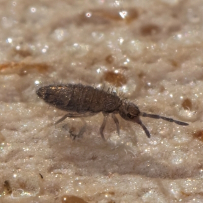 Entomobryomorpha (order) (Entomobryomorph springtail) at Bruce, ACT - 26 Jul 2024 by kasiaaus