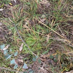 Anthoxanthum odoratum (Sweet Vernal Grass) at Watson, ACT - 11 Jul 2024 by mcosgrove