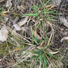 Anthoxanthum odoratum at Watson, ACT - 11 Jul 2024 11:25 AM