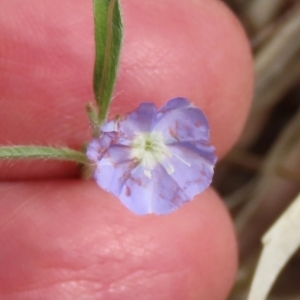 Evolvulus alsinoides var. decumbens at Porcupine, QLD - 26 Jul 2024