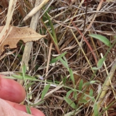 Evolvulus alsinoides var. decumbens at Porcupine, QLD - 26 Jul 2024 12:46 PM