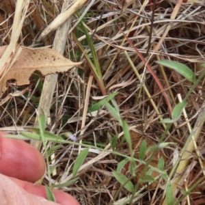 Evolvulus alsinoides var. decumbens at Porcupine, QLD - 26 Jul 2024