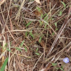 Evolvulus alsinoides var. decumbens at Porcupine, QLD - 26 Jul 2024