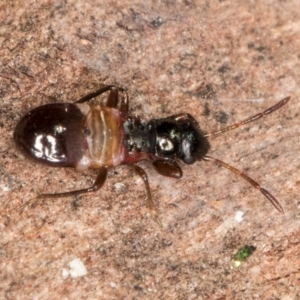 Rhyparochromidae (family) at Bruce, ACT - 26 Jul 2024