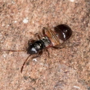 Rhyparochromidae (family) at Bruce, ACT - 26 Jul 2024