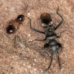 Rhyparochromidae (family) at Bruce, ACT - 26 Jul 2024