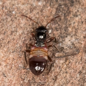 Rhyparochromidae (family) at Bruce, ACT - 26 Jul 2024