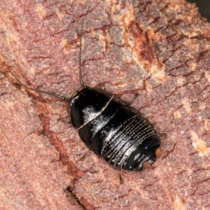 Ellipsidion sp. (genus) at Bruce, ACT - 26 Jul 2024