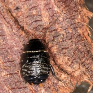 Ellipsidion sp. (genus) at Bruce, ACT - 26 Jul 2024