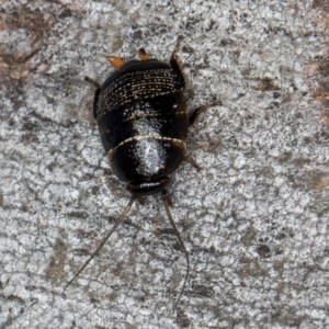 Ellipsidion sp. (genus) at Bruce, ACT - 26 Jul 2024 10:54 AM