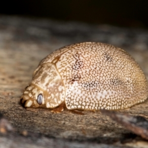 Paropsis atomaria at Bruce, ACT - 26 Jul 2024 11:00 AM