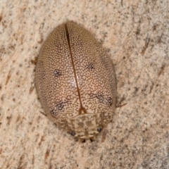 Paropsis atomaria at Bruce, ACT - 26 Jul 2024 11:00 AM