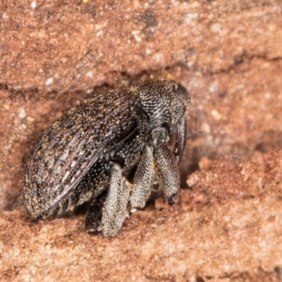 Melanterius maculatus at Bruce, ACT - 26 Jul 2024 by kasiaaus