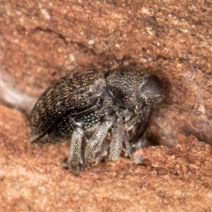 Melanterius maculatus at Bruce, ACT - 26 Jul 2024