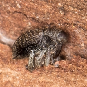 Melanterius maculatus at Bruce, ACT - 26 Jul 2024 11:03 AM