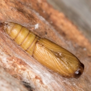 Thrincophora lignigerana at Bruce, ACT - 19 Aug 2024