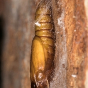 Thrincophora lignigerana at Bruce, ACT - 19 Aug 2024 04:55 PM