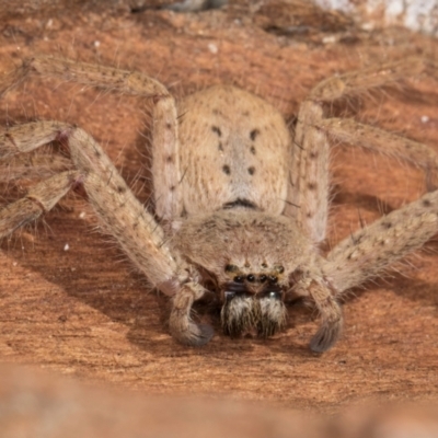 Isopeda canberrana (Canberra Huntsman Spider) at Melba, ACT - 26 Jul 2024 by kasiaaus