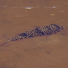 Tetractenos glaber (Smooth Toadfish) at Lake Innes, NSW - 27 Nov 2023 by KorinneM