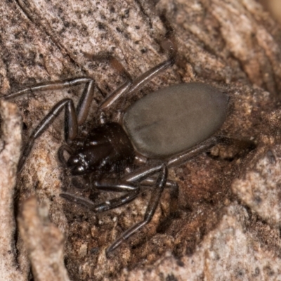 Gnaphosidae (family) (Ground spider) at Melba, ACT - 26 Jul 2024 by kasiaaus